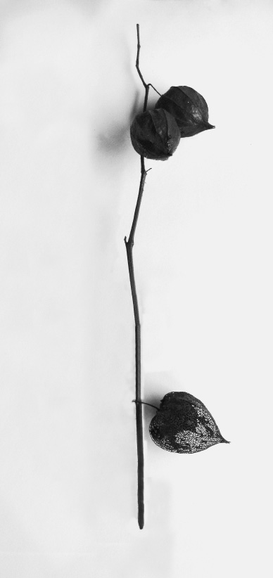 Nachtschatten