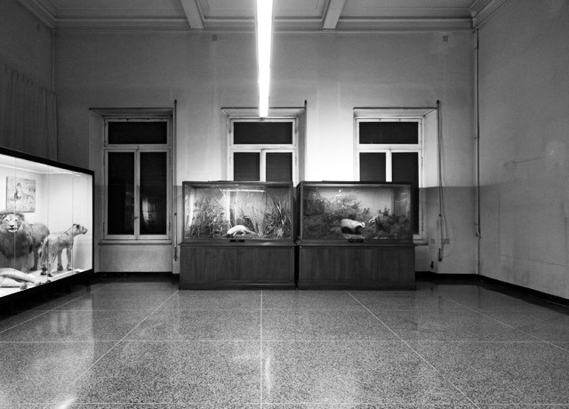Museo Civica di Storia Naturale IV